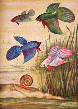 DESCARGAR IMAGENES IMPRIMIR SCRAPBOOKING DECOUPAGE GRATIS (10)