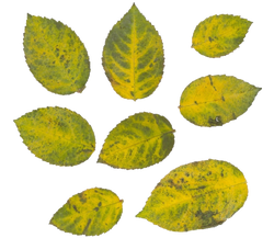 DESCARGAR IMAGENES IMPRIMIR SCRAPBOOKING DECOUPAGE FLORES PLANTAS SETAS JARRONES VINTAGE (395)