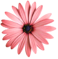 DESCARGAR IMAGENES IMPRIMIR SCRAPBOOKING DECOUPAGE FLORES PLANTAS SETAS JARRONES VINTAGE (69)
