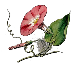 DESCARGAR IMAGENES IMPRIMIR SCRAPBOOKING DECOUPAGE FLORES PLANTAS SETAS JARRONES VINTAGE (53)