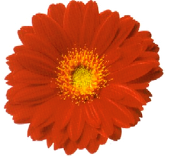 DESCARGAR IMAGENES IMPRIMIR SCRAPBOOKING DECOUPAGE FLORES PLANTAS SETAS JARRONES VINTAGE (66)