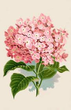 DESCARGAR IMAGENES IMPRIMIR SCRAPBOOKING DECOUPAGE FLORES PLANTAS SETAS JARRONES VINTAGE (28)