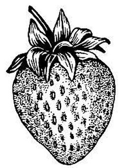 DESCARGAR IMAGENES GRATIS SCRAPBOOKING DIGISCRAPBOOK BLANCO Y NEGRO B&N (38)