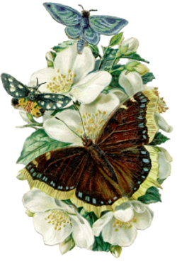 DESCARGAR IMAGENES IMPRIMIR SCRAPBOOKING DECOUPAGE FLORES PLANTAS SETAS JARRONES VINTAGE (68)