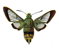 DESCARGAR IMAGENES IMPRIMIR SCRAPBOOKING DECOUPAGE GRATIS (42)