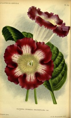 DESCARGAR IMAGENES IMPRIMIR SCRAPBOOKING DECOUPAGE FLORES PLANTAS SETAS JARRONES VINTAGE (11)
