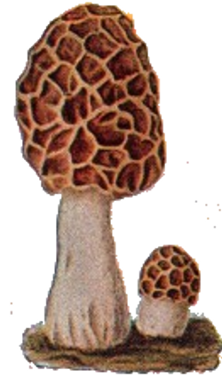 DESCARGAR IMAGENES IMPRIMIR SCRAPBOOKING DECOUPAGE FLORES PLANTAS SETAS JARRONES VINTAGE (131)
