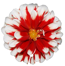 DESCARGAR IMAGENES IMPRIMIR SCRAPBOOKING DECOUPAGE FLORES PLANTAS SETAS JARRONES VINTAGE (28)