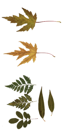 DESCARGAR IMAGENES IMPRIMIR SCRAPBOOKING DECOUPAGE FLORES PLANTAS SETAS JARRONES VINTAGE (410)