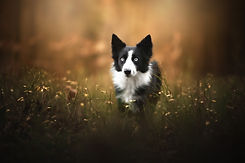 Photo d'un border collie aux yeux particolor en Wallonie, Belgique