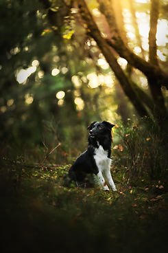 Photo de chien border collie au coucher de soleil en forêt