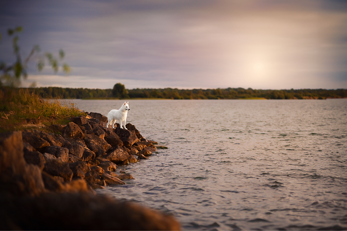 chien berger blanc suisse au bord du lac de madine en meuse séance photo chien Nina Photographie