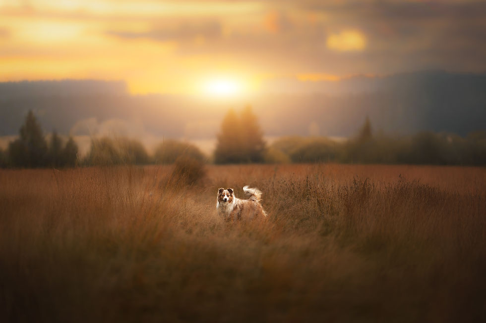 Photographe de chien en Meuse Montmédy Verdun Arlon Longuyon Virton Longwy Nina Photographie