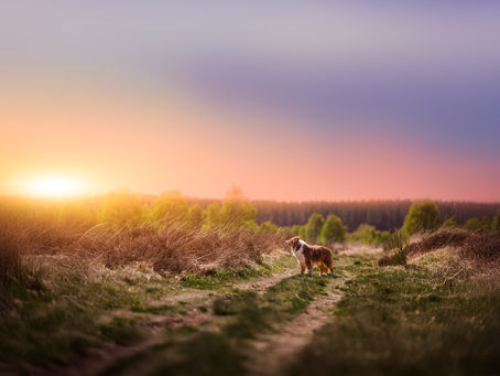 Photo de chien au coucher de soleil dans les Hautes Fagnes en Belgique - Séance photo Nina Photographie