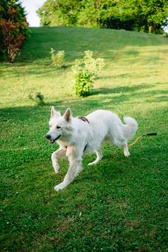 chien berger blanc suisse qui court dans un parc