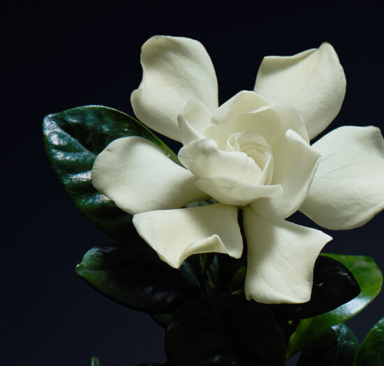 Gardénia Pétale