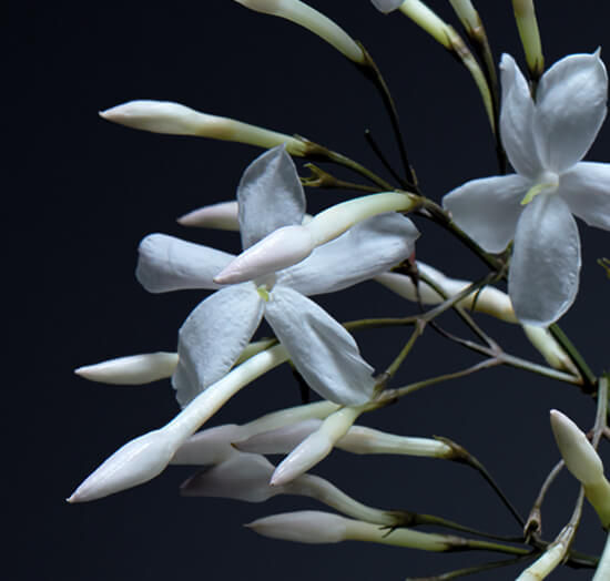 Van Cleef & Arpels California Rêverie