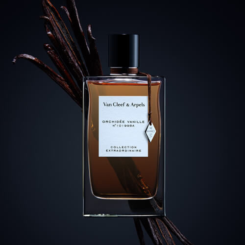 Orchidée Vanille
