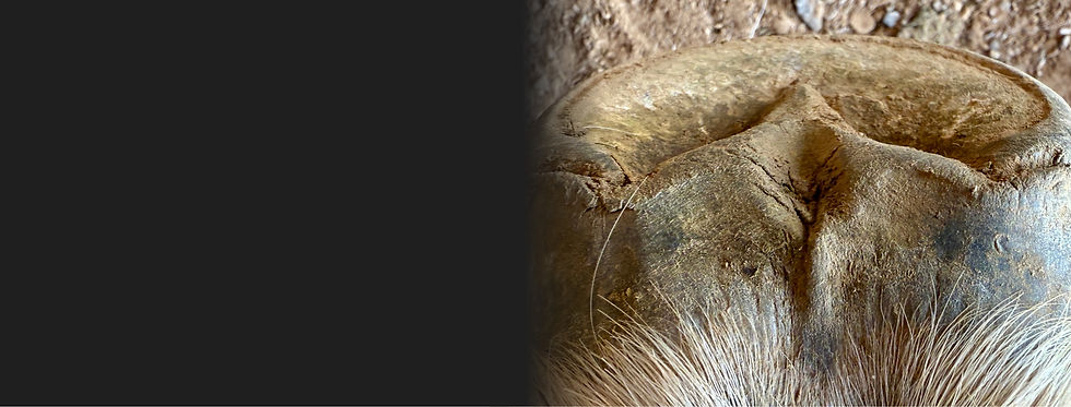 caudal health_edited.jpg
