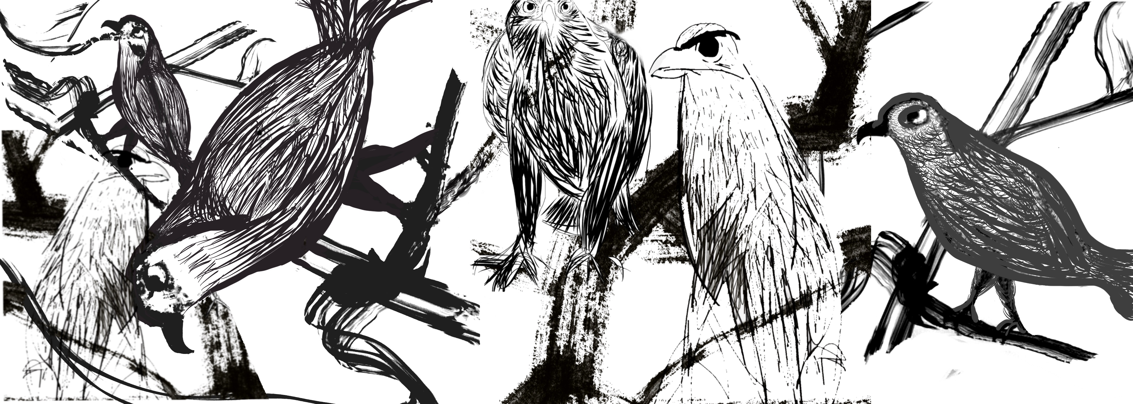 Many_Birds