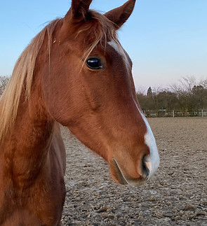 Paardenpension, verhuur van paardenstallen in Couvin