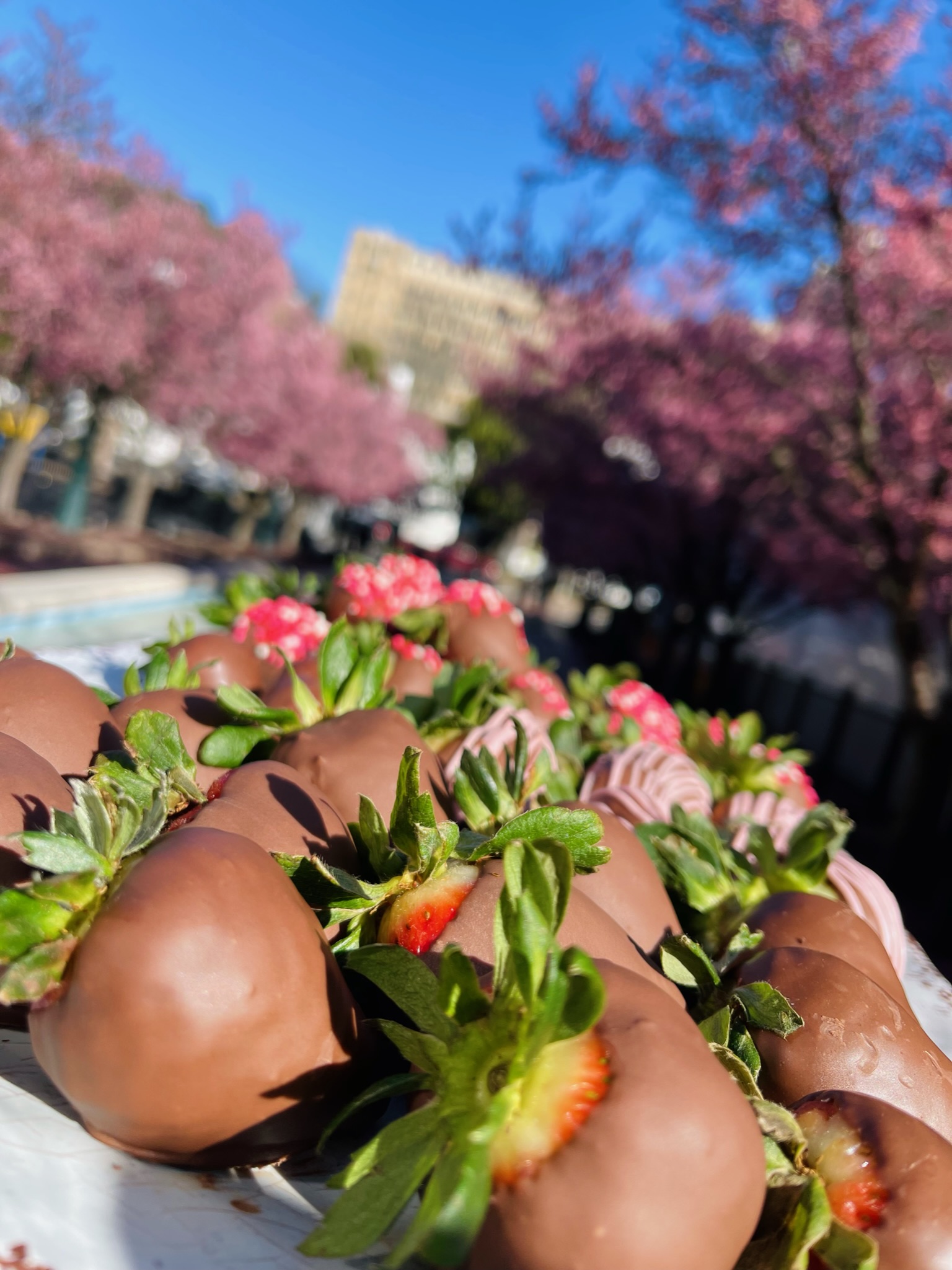 Arranged Food and Objects
