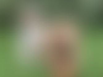 犬種の特徴を知ろう