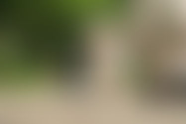 他の犬に吠えないように育てたい