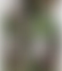 難しいことはいらない!愛犬と一緒に外へ出かけよう!