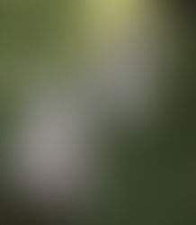 愛犬のじゃれ噛みについて