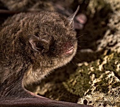 Indiana Myotis