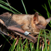 tri colored bat on pine tree branch