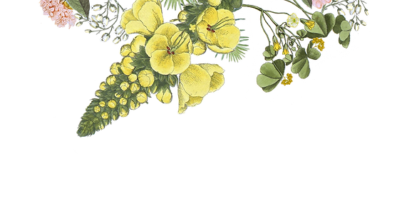 Illustrated Flowers_edited.png