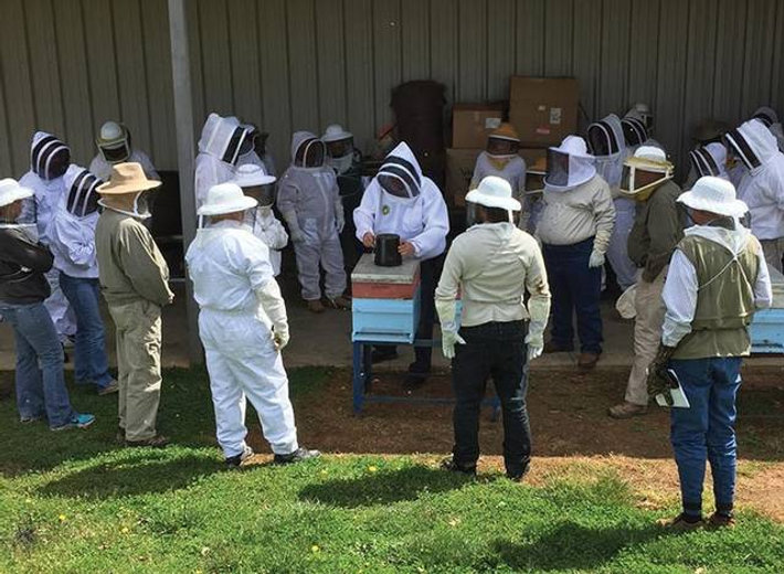 Beekeeping 101 Hive 5 Bees