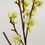 Miniatura: PEAR BLOSSOM SWEET 45IN CREAM