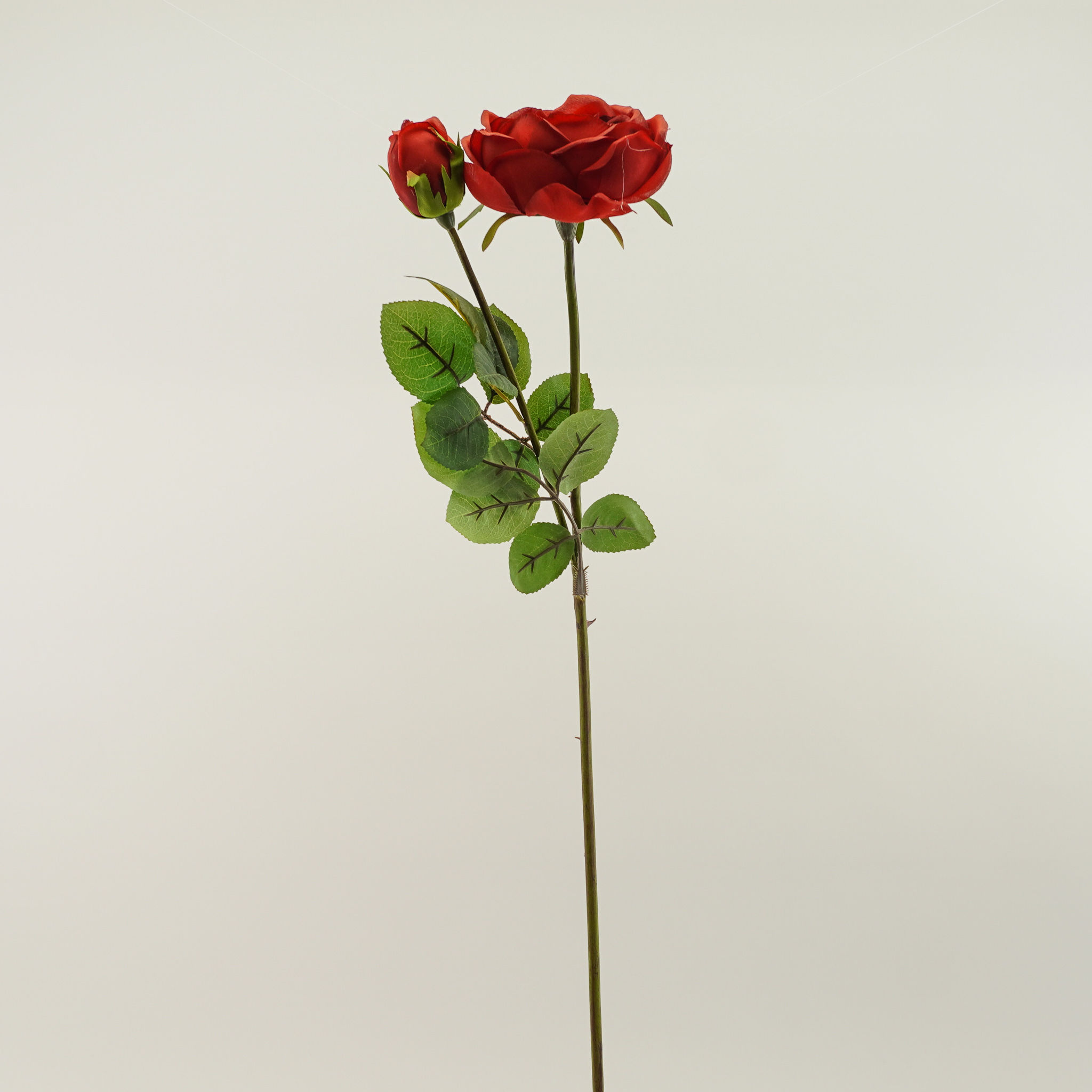 ROSE CABBAGE  24IN RED