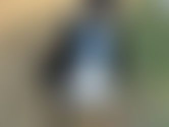 Goofy | Doberman Mix | Canyon Country, CA - In Training