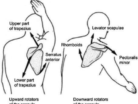 The Shoulder Exercise You’re Not Doing…But Probably Should