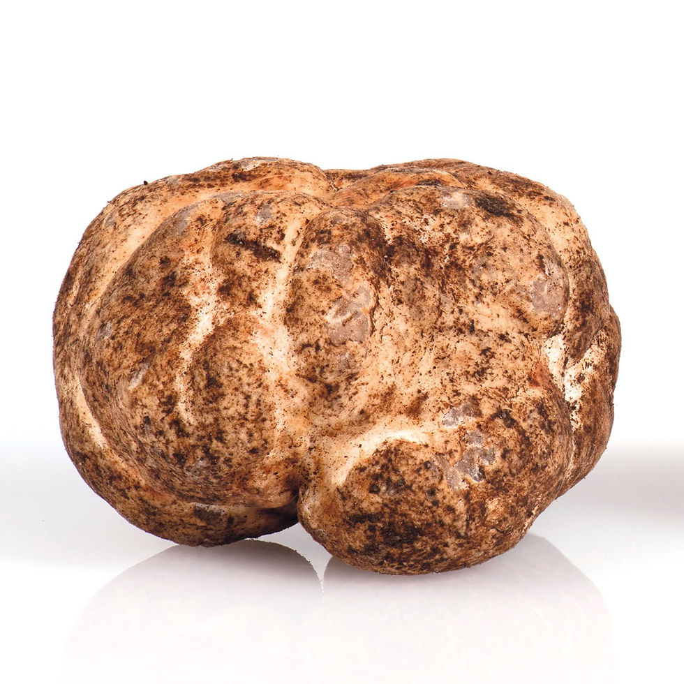 Miniatura: Truffe blanche Tuber Borchii