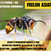 Frelon asiatique : réunion d'information le lundi 23 février (19h)