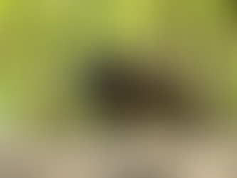 Peste porcine africaine: le Service public de Wallonie invite à la prudence