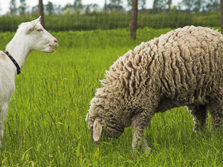 Écopâturage: des moutons et des chèvres pour l'entretien de certains terrains communaux