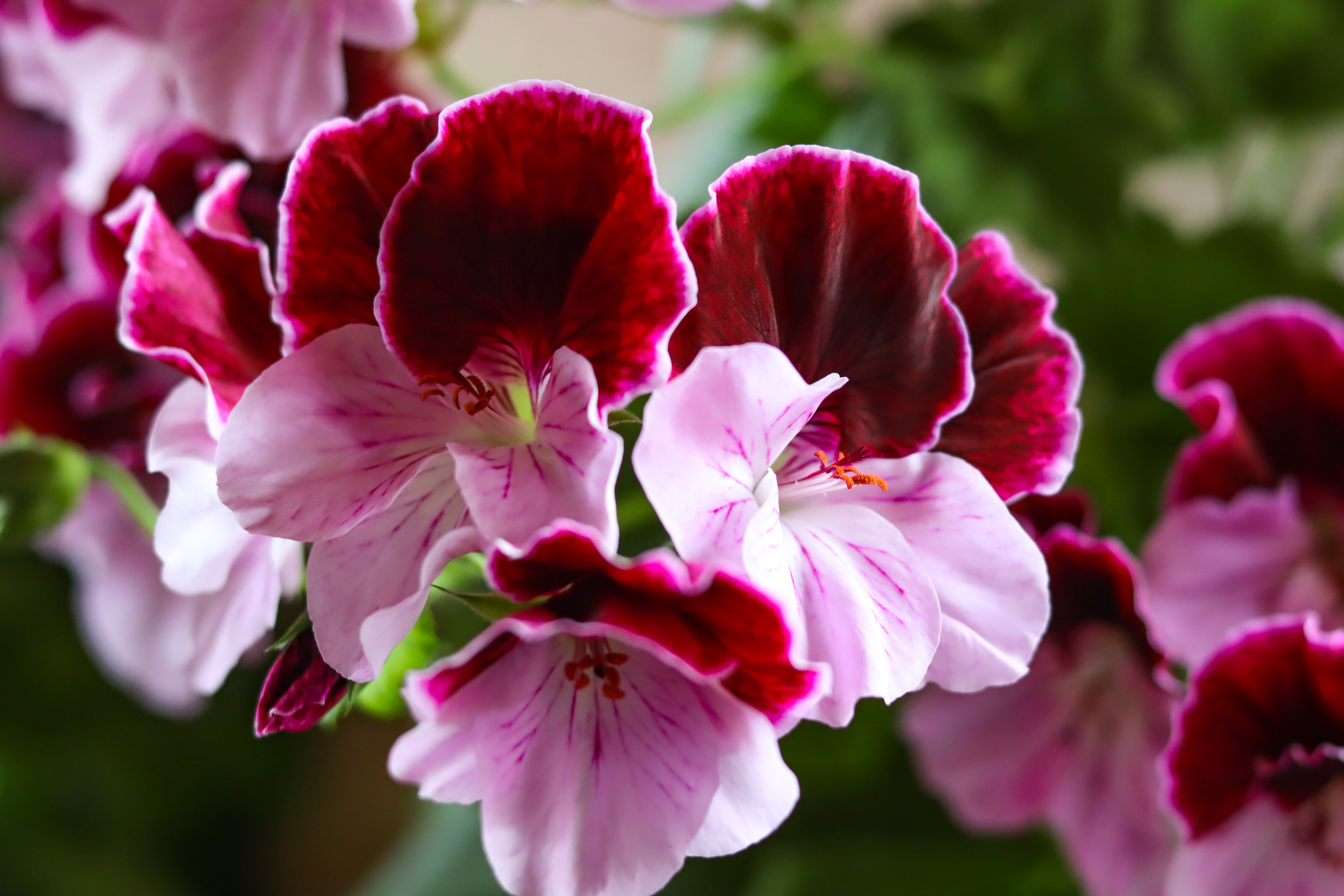 Geranium