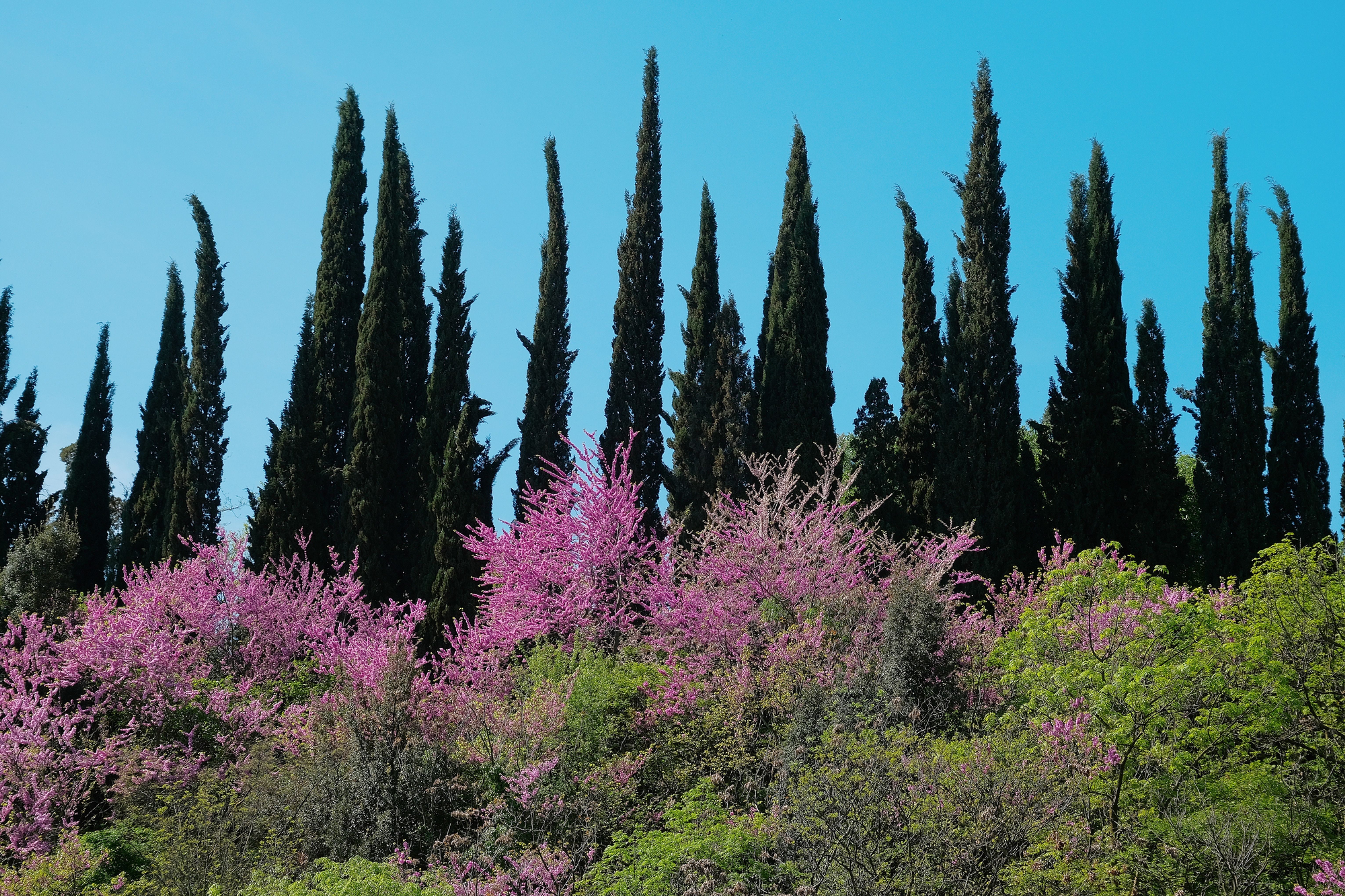Cypress