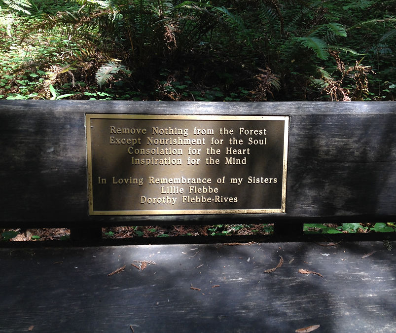 redwood forest reflection bench