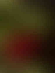 red christmas bauble