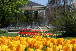 Morges Tulip Festival. It’s That Time Again