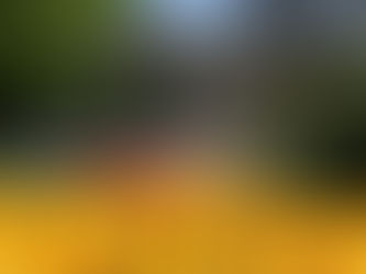 Morges Tulip Festival. It’s That Time Again