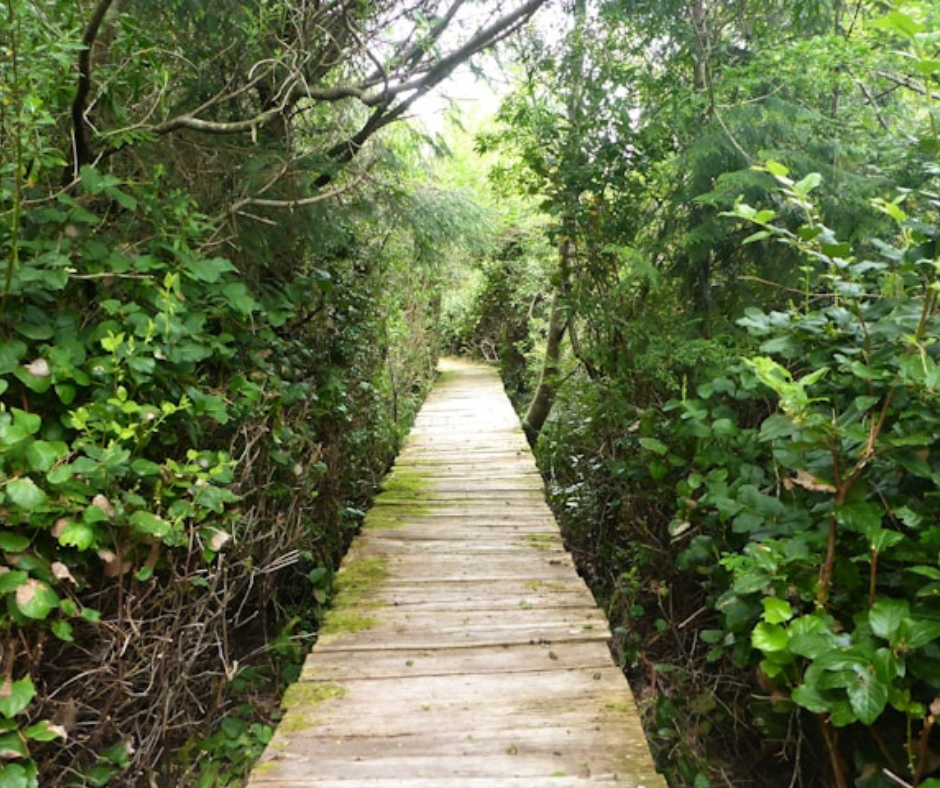 a wood walkway lined with greenery and trees