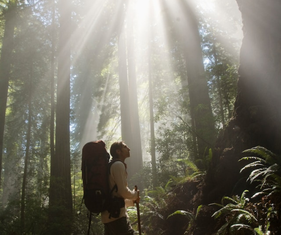 a hiker walking through a tree lined forest with light illuminating downward